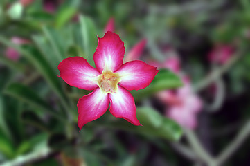 Image showing Desert Rose