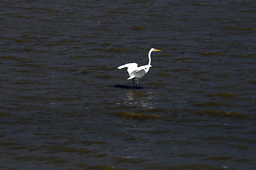 Image showing Egret