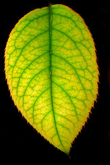 Image showing Leaf