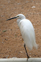 Image showing Egret