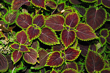 Image showing Leaf Patterns