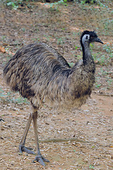 Image showing Ostrich