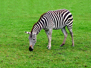 Image showing Zebra