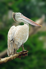 Image showing Pelican