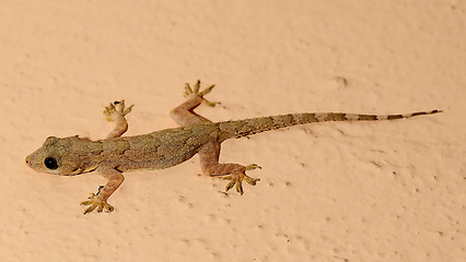 Image showing Lizard