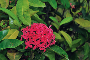 Image showing Tropical Flower