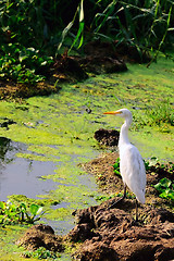 Image showing Egret