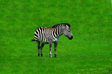 Image showing Zebra