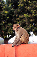 Image showing Monkey