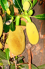 Image showing Jack Fruit