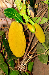 Image showing Jack Fruit