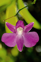 Image showing Pink Orchid