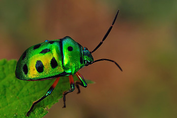 Image showing Jewel Bug