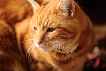 Image showing Male Cat