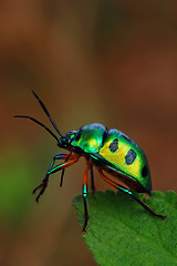 Image showing Jewel Bug