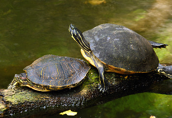 Image showing Turtles