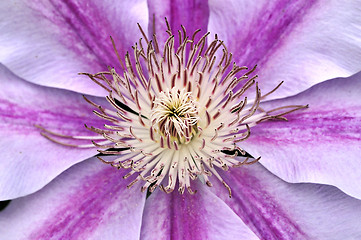 Image showing Clematis