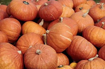 Image showing Pumpkins