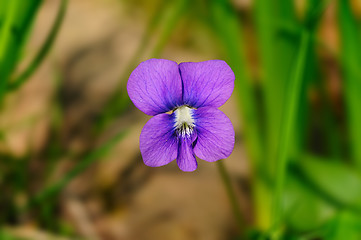 Image showing Violet