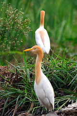 Image showing Egrets