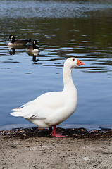 Image showing Domestic Goose