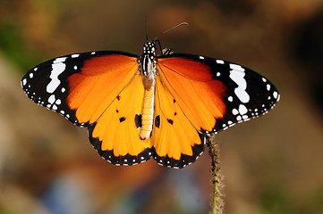 Image showing Monarch