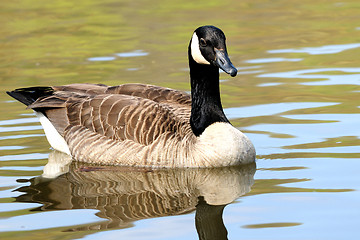 Image showing Canadian Goose