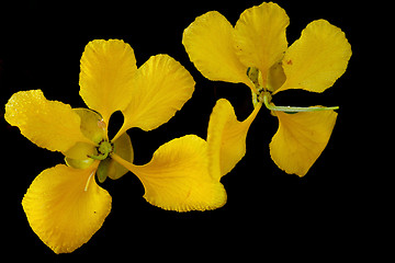 Image showing Avaaram Poo (Tanner's Cassia)