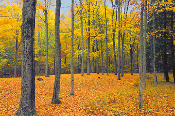 Image showing Fall Foliage