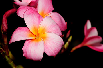 Image showing Tropical Flower