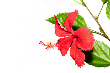 Image showing Hibiscus