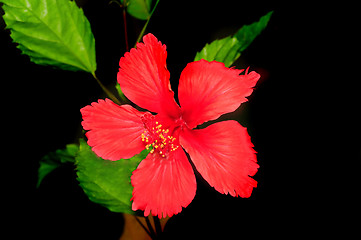 Image showing Hibiscus