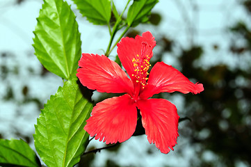 Image showing Hibiscus