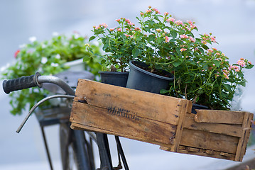 Image showing Flowers on an old bicycle