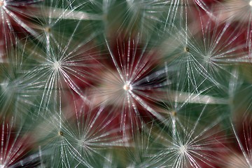 Image showing Seamless Background Dandelion