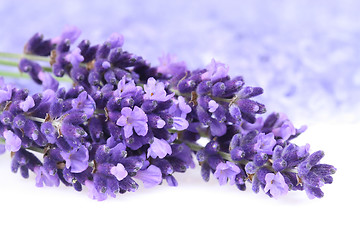 Image showing Lavender