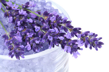 Image showing Lavender flowers