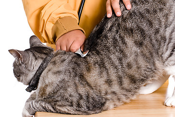 Image showing Cat Health