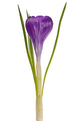 Image showing Crocus