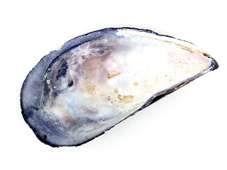 Image showing mussel