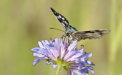 Image showing butterfly