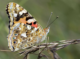 Image showing butterfly