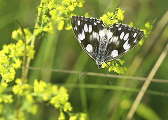 Image showing butterfly