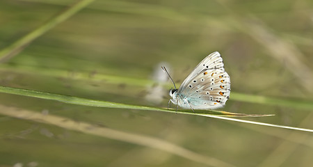 Image showing butterfly