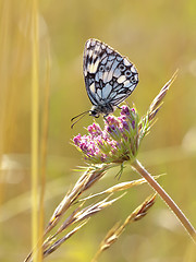 Image showing butterfly