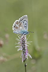 Image showing butterfly