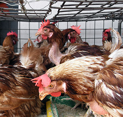 Image showing chickens