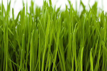 Image showing wheatgrass