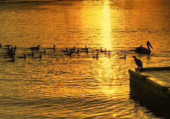 Image showing Birds On Water