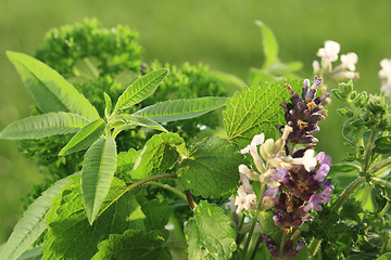 Image showing Herbs